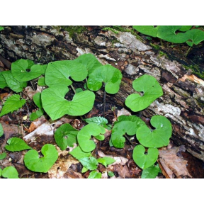 Asarum canadense - Canadian Wild Ginger