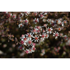Symphyotrichum lateriflorum 'Lady in Black' (Aster lateriflorus 'Lady in Black') - Lady in Black Calico Aster