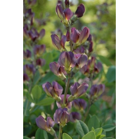 Baptisia x variicolor 'Twilite' Prairieblues™ PP 19011 - Twilite False Indigo