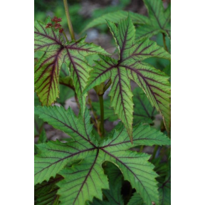 Filipendula x 'Red Umbrellas' - Red Umbrellas Hybrid Meadowsweet