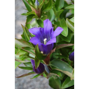 Gentiana x 'True Blue' PP 20433 - True Blue Gentian