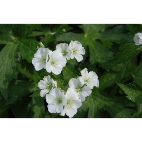 Geranium maculatum 'Hazel Gallagher' - Hazel Gallagher Wild Geranium