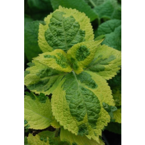 Leucosceptrum stellipilum 'October Moon' - October Moon Japanese Shrub Mint