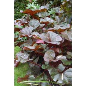 Ligularia dentata 'Britt-Marie Crawford' PP 16113 - Britt-Marie Crawford Ligularia