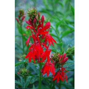Lobelia cardinalis - Cardinal Flower