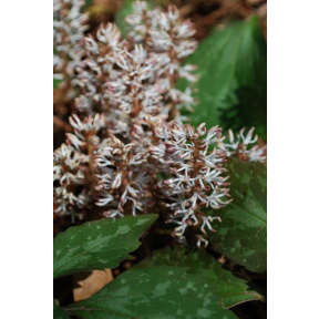 Pachysandra procumbens - Alleghany Pachysandra