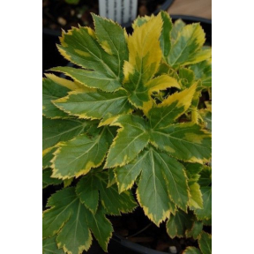 Peucedanum ostruthium 'Daphnis' - Variegated Peuce Masterwort