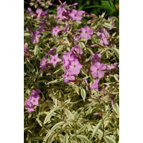 Phlox glaberrima 'Triple Play' PP 21329 - Triple Play Meadow Phlox