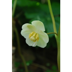 Podophyllum peltatum - Mayapple 