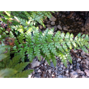 Polystichum makinoi - Makino's Holly Fern