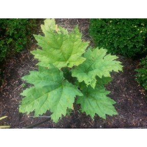 Rheum palmatum var. tanguticum - Ornamental Rhubarb