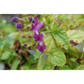 Salvia glabrescens 'Shi Ho' - Shi Ho Salvia