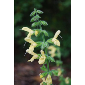 Salvia koyame - Japanese Yellow Sage