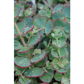 Sedum sieboldii - Siebold Stonecrop
