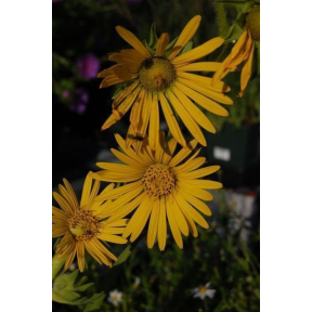 Silphium laciniatum - Compass Plant