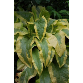 Symphytum x uplandicum 'Axminster Gold' - Axminster Gold Comfrey