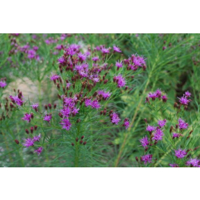 Vernonia lettermanii 'Iron Butterfly' - Iron Butterfly Ironweed