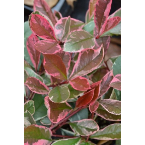 Photinia x fraseri 'Cassini’ PP 15160 - Cassini Photinia