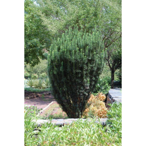 Cephalotaxus harringtonia 'Fastigiata' - Fastigate Japanese Plum Yew