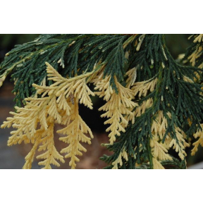 Chamaecyparis nootkatensis 'Sparkling Arrow' - Sparkling Arrow Alaskan Cedar 