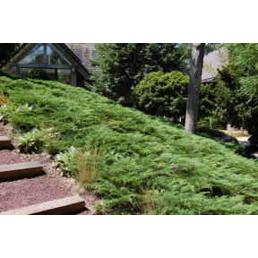 Microbiota decussata - Russian Arborvitae 