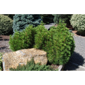 Sciadopitys verticillata 'Mitsch Select' - Mitsch Select Japanese Umbrella Pine