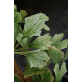Ginkgo biloba 'Snowcloud' - Snowcloud Ginkgo