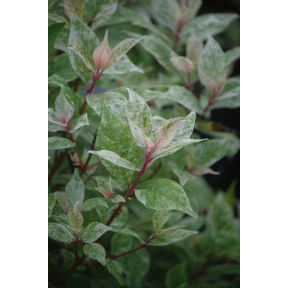 Callicarpa japonica 'Snow Storm' - Snow Storm Japanese Beautyberry