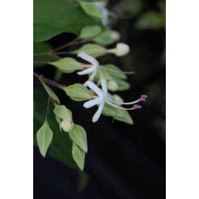 Clerodendrum trichotomum 'Purple Blaze' - Purple Blaze Glory Bower