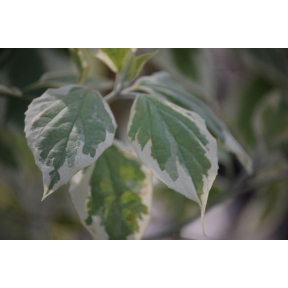 Clerodendrum trichotomum 'Carnival' - Carnival Glory Bower