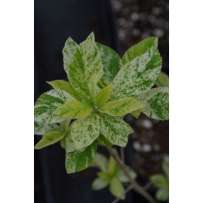 Clethra alnifolia var. tomentosa 'Woodlanders Sarah' - Woodlanders Sarah Summersweet Clethra