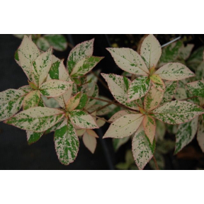 Clethra barbinervis 'Takeda Nishiki' - Takeda Nishiki Variegated Japanese Tree Clethra