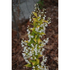 Deutzia gracilis 'Duncan' Chardonnay Pearls™ PP 16098  - Duncan Slender Deutzia