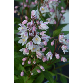 Deutzia x 'NCDX2' PP 25703 - Yuki Cherry Blossom™  Deutzia