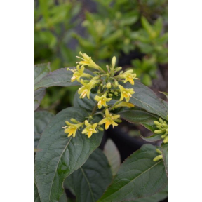 Diervilla rivularis 'Troja Black' - Troja Black Georgia Bush Honeysuckle 