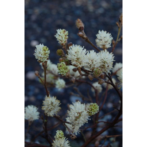Fothergilla gardenii 'Harold Epstein' - Harold Epstein Dwarf Fothergilla