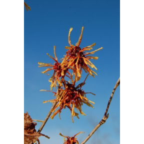 Hamamelis x intermedia 'Aphrodite' - Aphrodite Hybrid Witch Hazel