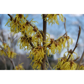 Hamamelis x intermedia 'Arnold Promise' - Arnold Promise Hybrid Witch Hazel