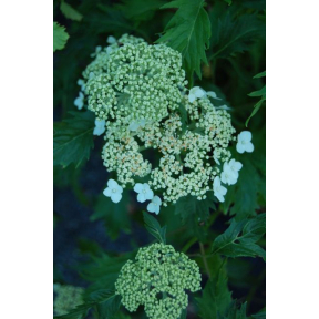 Hydrangea arborescens 'Green Dragon' - Green Dragon Smooth Hydrangea