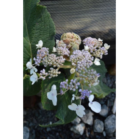 Hydrangea involucrata 'Wim Rutten’ Blue Bunny™ PP 21991 - Blue Bunny Bracted Hydrangea
