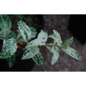 Hypericum androsaemum 'Pollock' - Pollock St. John's Wort