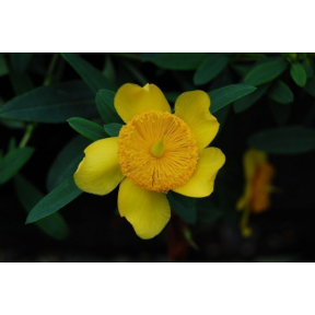 Hypericum frondosum 'Sunburst' - Sunburst Golden St. John's Wort