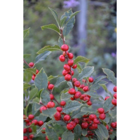 Ilex verticillata 'NCIV1’  PP 27109 - Little Goblin® Winterberry Holly