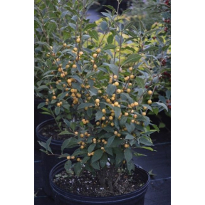 Ilex verticillata 'Roberta Case' - Roberta Case Winterberry Holly