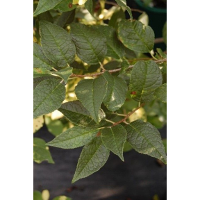 Ilex verticillata 'Southern Gentleman' - Southern Gentleman Male Winterberry Holly