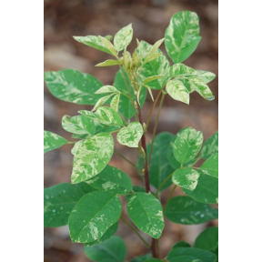 Lespedeza thunbergii 'Spilt Milk' - Spilt Milk Bush Clover