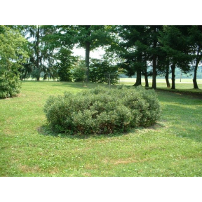 Myrica gale - Sweetgale