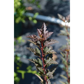 Physocarpus opulifolius ‘SMPOTW’ Tiny Wine™ PP 26749 - Tiny Wine® Ninebark