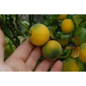 Poncirus trifoliata - Hardy Orange