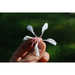 Rhododendron atlanticum f. polypetela - Coastal Azalea